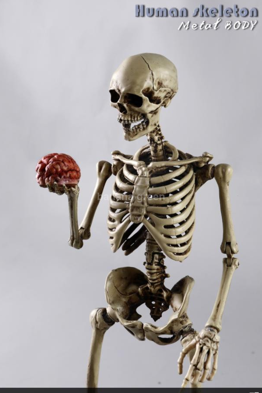 COOMODEL NOBS011 휴먼 스켈레톤 해골 1/6 피규어