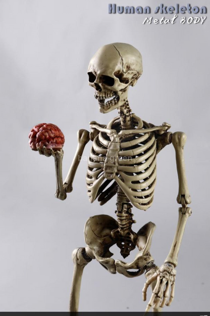 COOMODEL NOBS011 휴먼 스켈레톤 해골 1/6 피규어