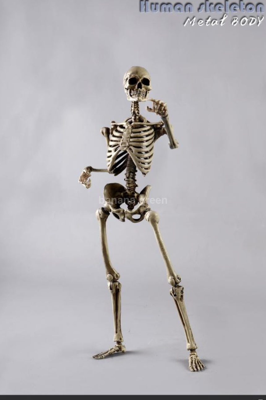 COOMODEL NOBS011 휴먼 스켈레톤 해골 1/6 피규어