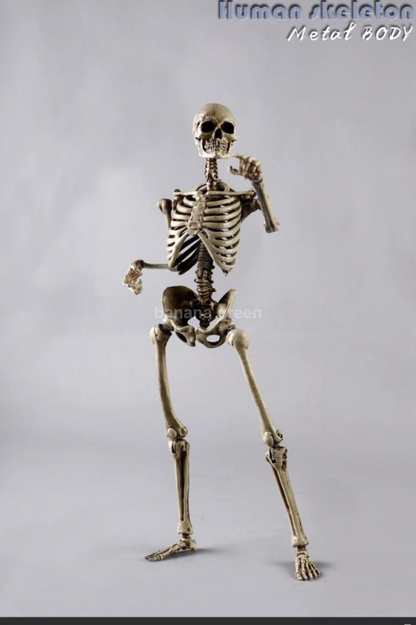 COOMODEL NOBS011 휴먼 스켈레톤 해골 1/6 피규어