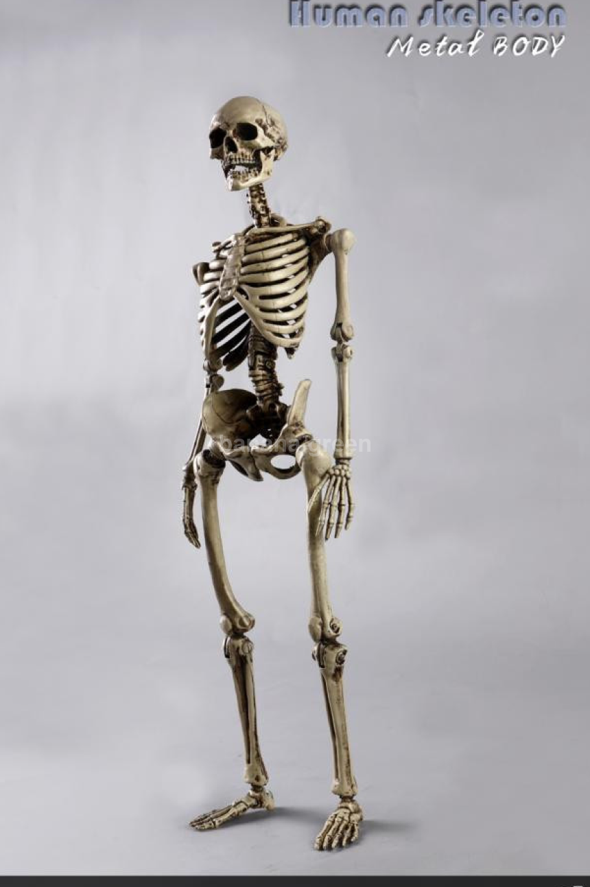 COOMODEL NOBS011 휴먼 스켈레톤 해골 1/6 피규어