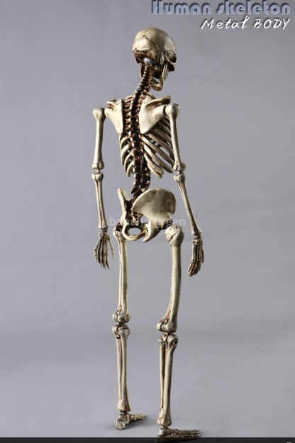 COOMODEL NOBS011 휴먼 스켈레톤 해골 1/6 피규어