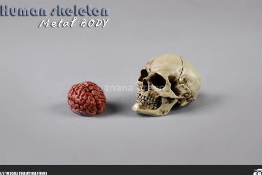 COOMODEL NOBS011 휴먼 스켈레톤 해골 1/6 피규어