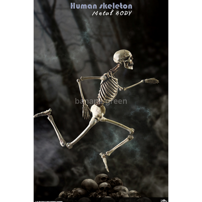 COOMODEL NOBS011 쿠모델 휴먼 스켈톤 합금 바디 피규어 1/6