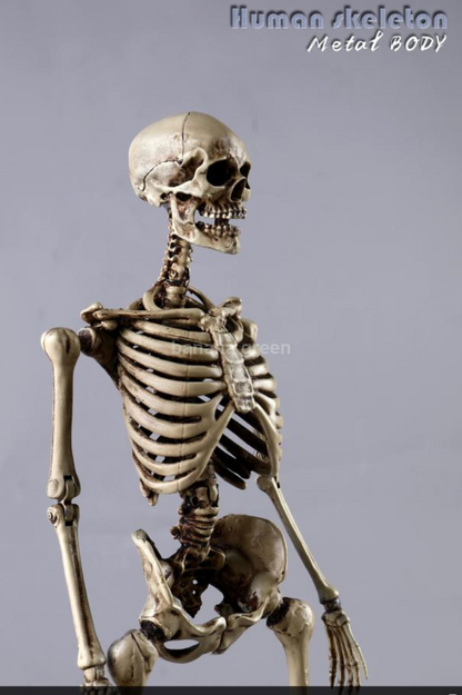 COOMODEL NOBS011 휴먼 스켈레톤 해골 1/6 피규어