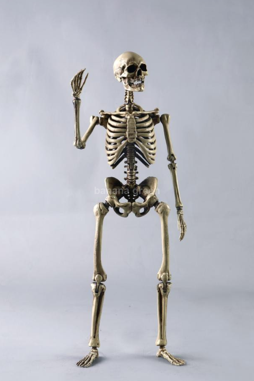 COOMODEL NOBS011 휴먼 스켈레톤 해골 1/6 피규어