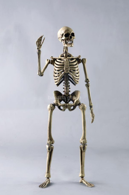 COOMODEL NOBS011 휴먼 스켈레톤 해골 1/6 피규어