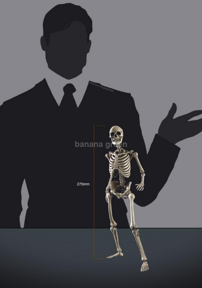 COOMODEL NOBS011 휴먼 스켈레톤 해골 1/6 피규어