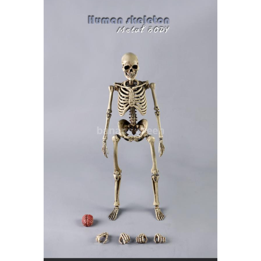 COOMODEL NOBS011 휴먼 스켈레톤 해골 1/6 피규어