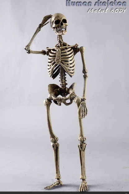 COOMODEL NOBS011 휴먼 스켈레톤 해골 1/6 피규어