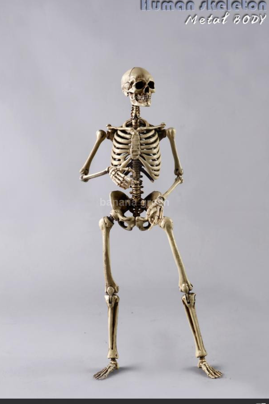 COOMODEL NOBS011 휴먼 스켈레톤 해골 1/6 피규어