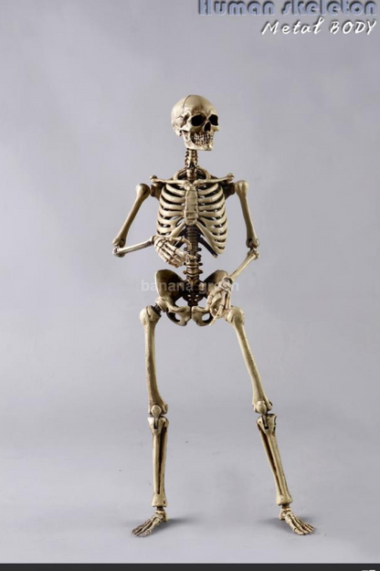 COOMODEL NOBS011 휴먼 스켈레톤 해골 1/6 피규어