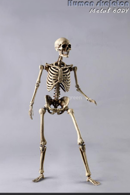 COOMODEL NOBS011 휴먼 스켈레톤 해골 1/6 피규어