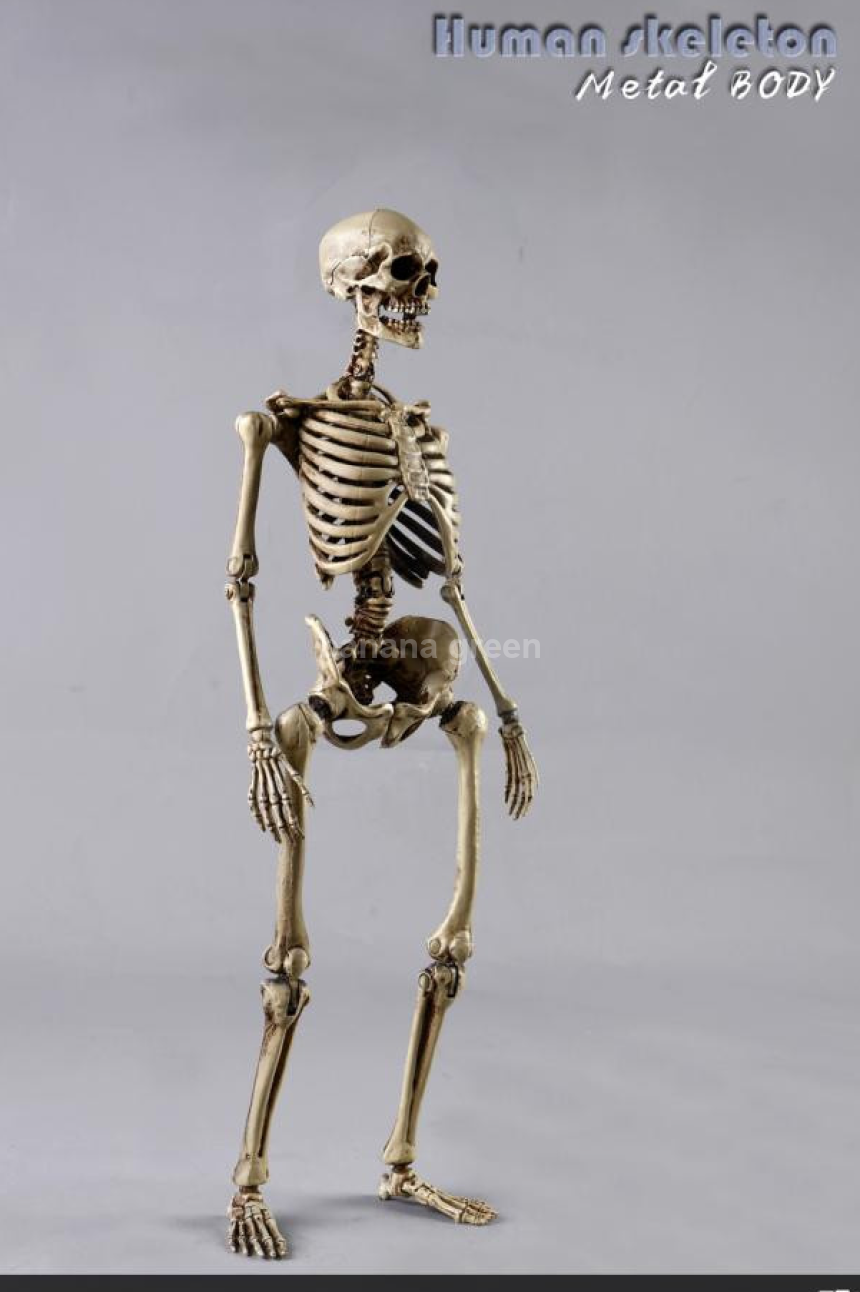 COOMODEL NOBS011 휴먼 스켈레톤 해골 1/6 피규어
