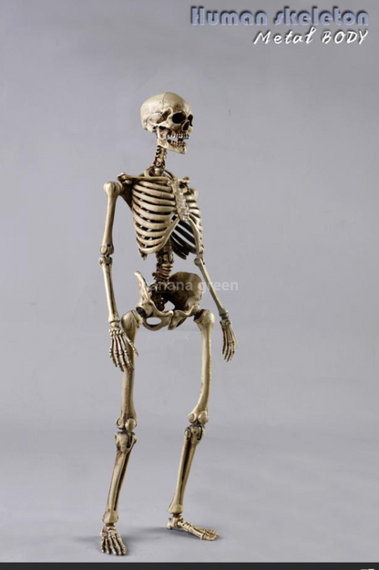 COOMODEL NOBS011 휴먼 스켈레톤 해골 1/6 피규어