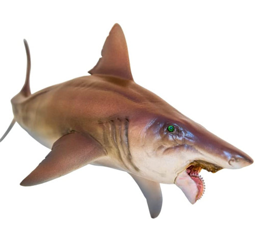 PNSO Helicoprion Haley 고대 원시 상어 피규어 21 cm