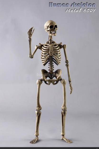 COOMODEL NOBS011 휴먼 스켈레톤 해골 1/6 피규어