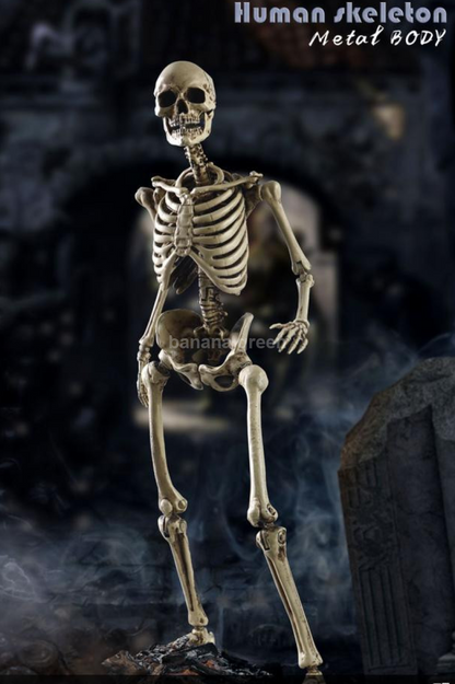 COOMODEL NOBS011 휴먼 스켈레톤 해골 1/6 피규어